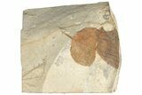 Fossil Leaf (Zizyphoides) - Montana #190451-4